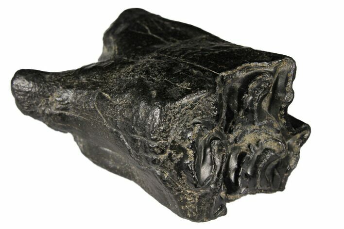 Pleistocene Aged Fossil Horse Tooth - Florida #122573